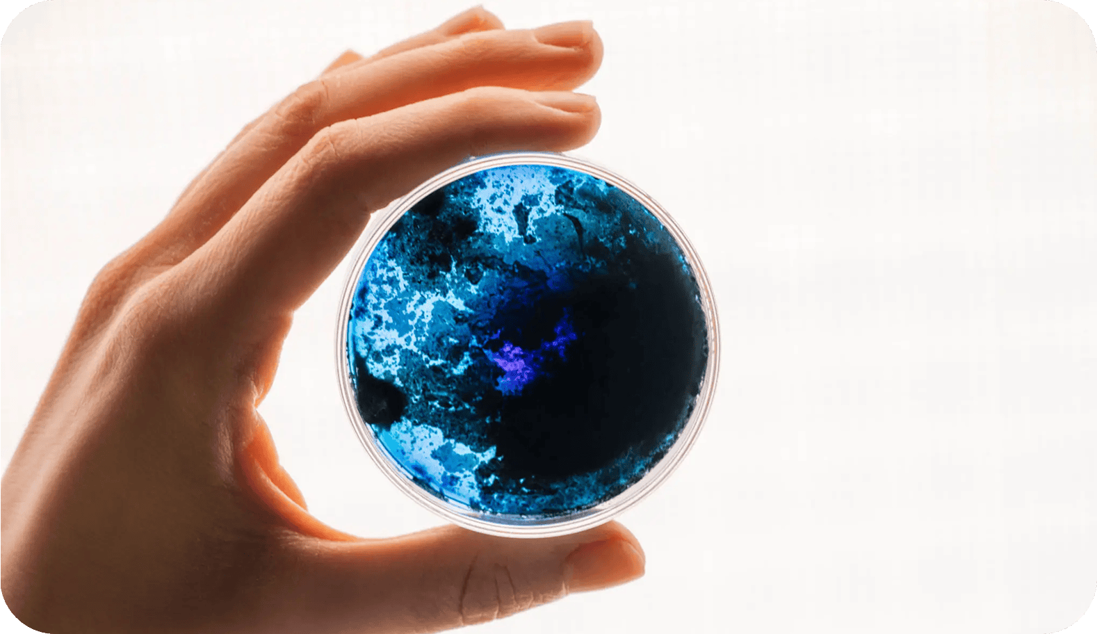 Person examining vibrant blue petri dish.